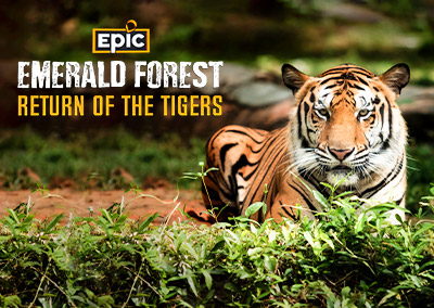 Emerald Forest – Return Of The Tigers