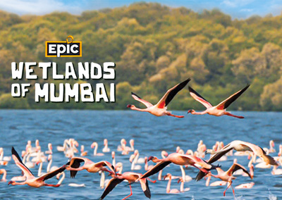 Wetlands – Miracles in Mumbai